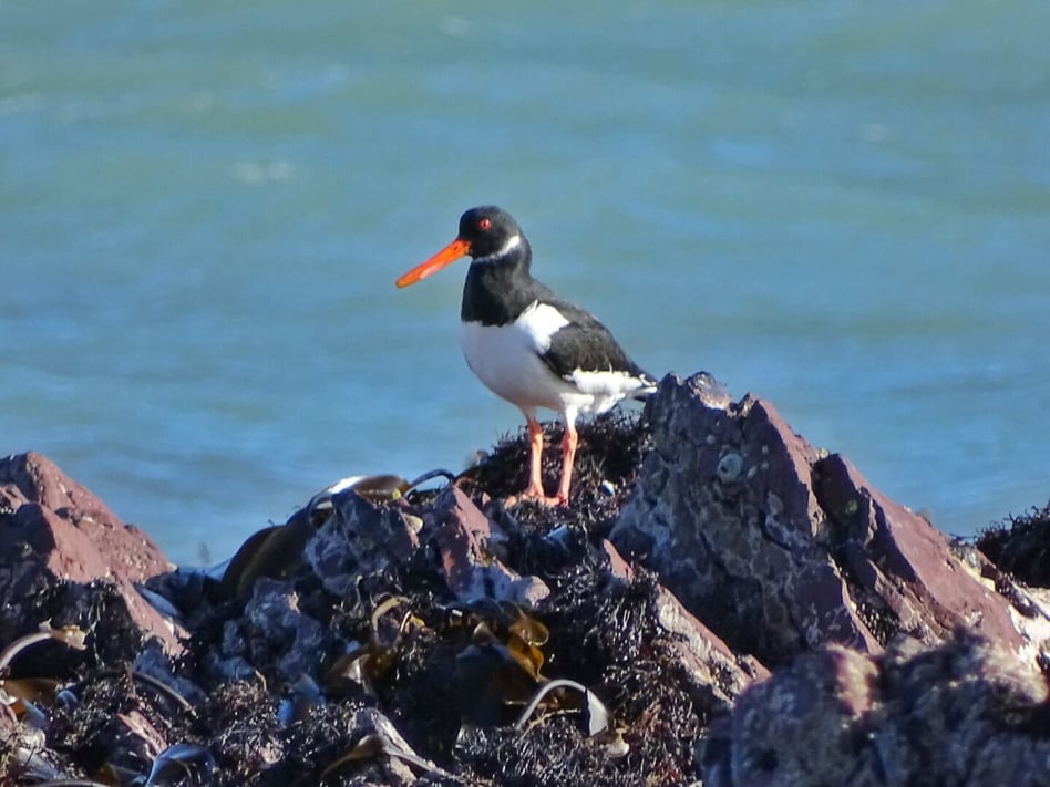 Oystercatcher
